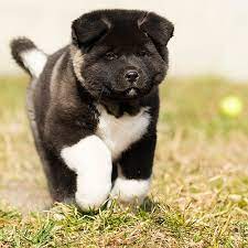 Akita puppies from Bhubaneswar. Breeder: Boerboel Kennel